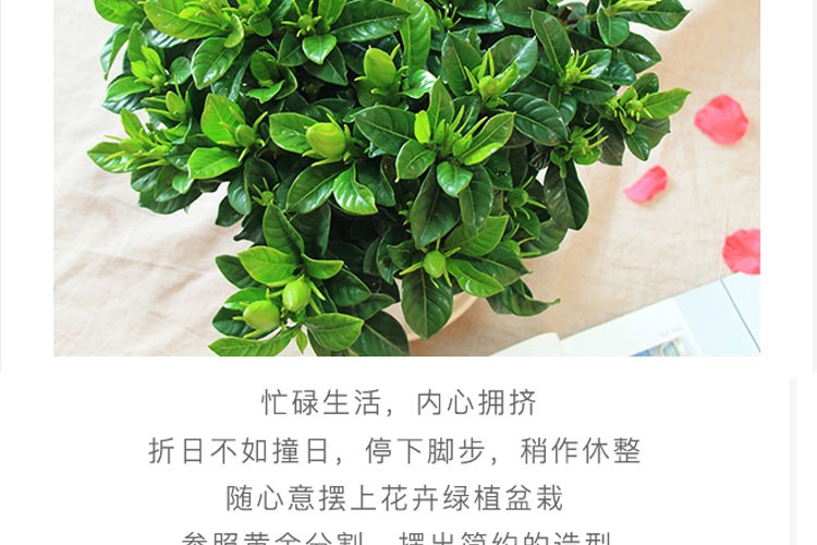 若绿 栀子花盆栽花卉带花苞绿植室内阳台桅子花好养的花四季开花植物