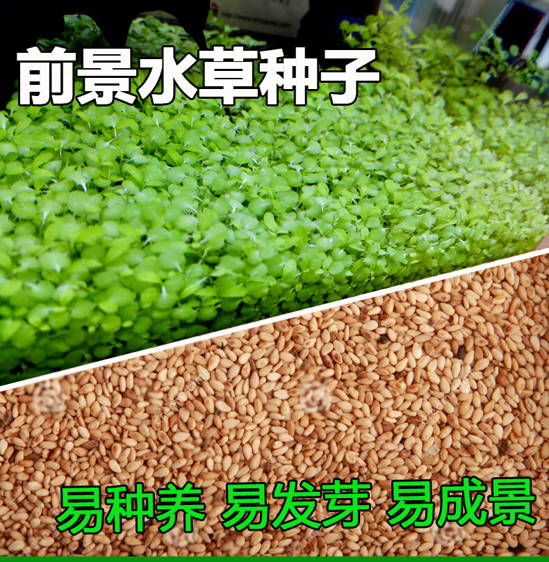 逸乐宠水草种子鱼缸造景套餐石头小对叶草籽草缸牛毛草真水草草籽草坪