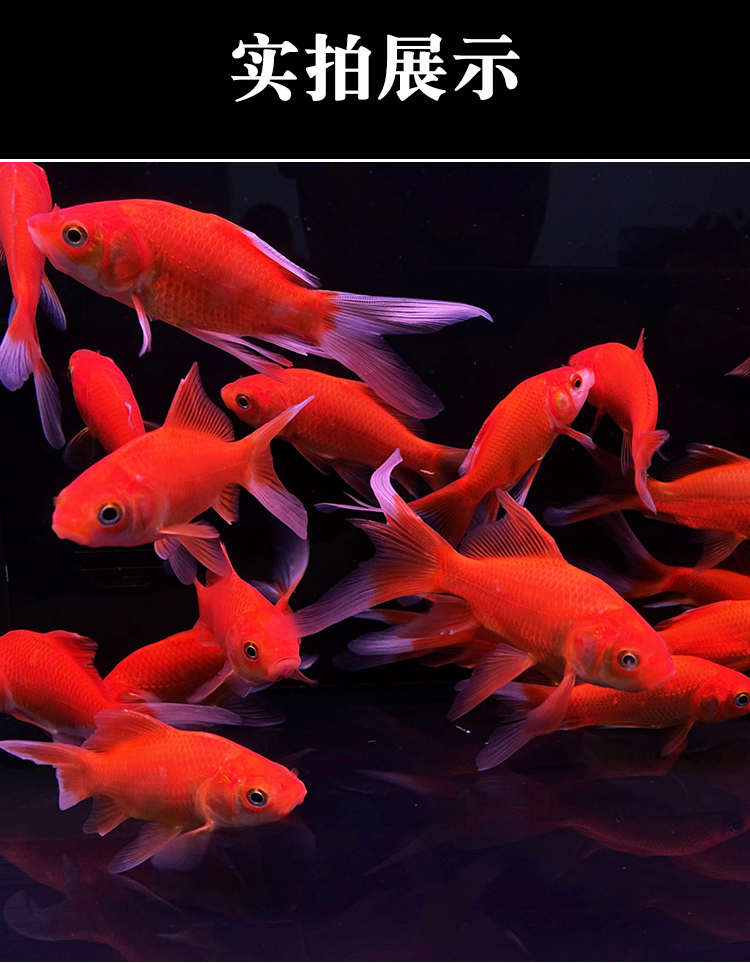 金鱼活体草金鱼小金鱼苗红草金冷水鱼好养耐活观赏鱼红鲫鱼锦鲤鱼35cm