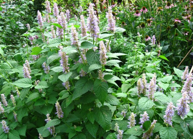 食用藿香种子四季播苗种子藿香籽五香叶植物种子室外驱蚊藿香1斤
