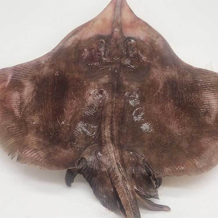 顺丰速运老板鱼新鲜海鱼蝶鱼鳐鱼软骨深海劳子鱼劳板鱼烟台水产鲜冷冻