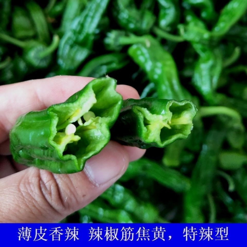 江苏徐州特辣小皱皮辣椒炒辣子鸡辣椒皱皮辣椒新鲜土辣椒现摘现发 买3