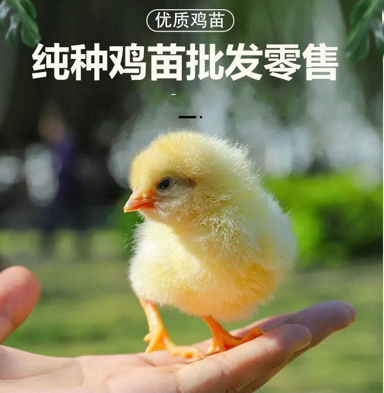 班奇盾 小鸡幼苗土鸡 九斤红鸡青脚麻鸡清远鸡大型肉鸡小鸡仔小鸡活体