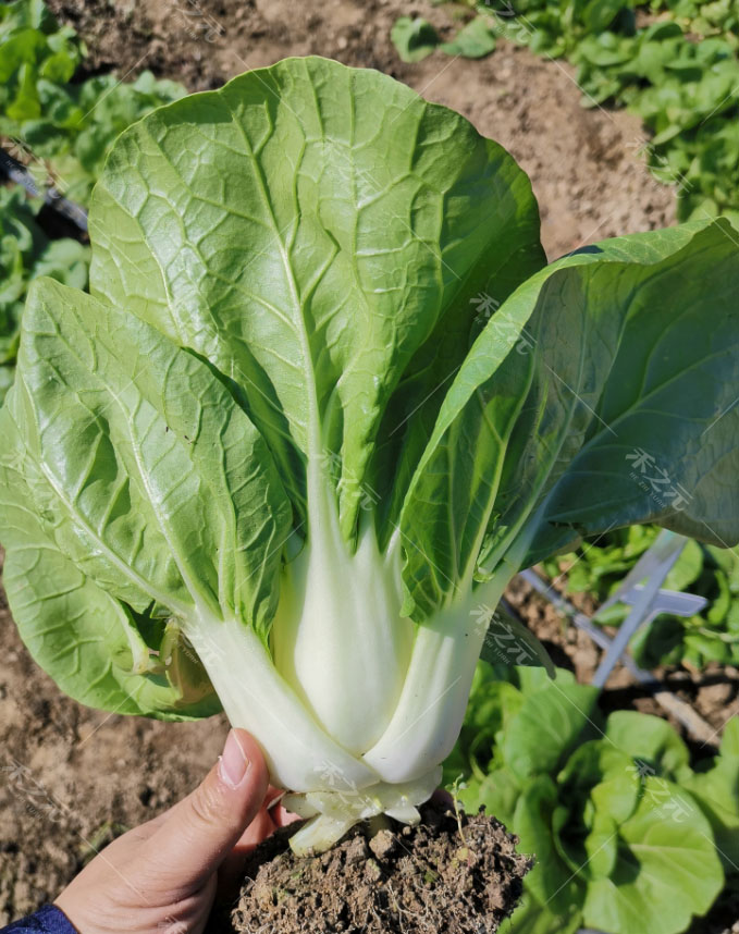 白青菜种籽大全奶小白菜籽四季快菜种籽鸡毛菜春秋冬