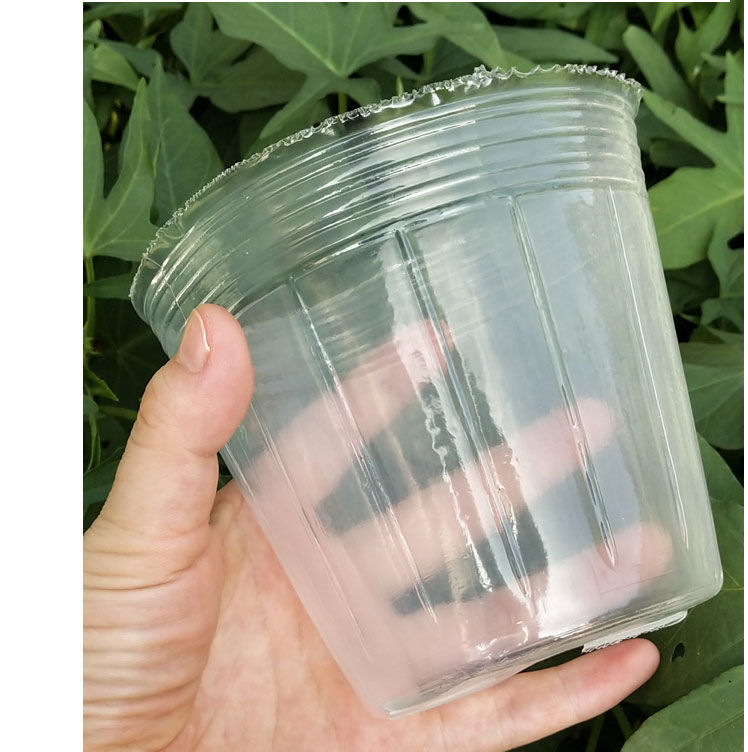 5/4寸蝴蝶兰铁皮石斛营养杯育苗钵白色半透明种植栽培花盆 2.