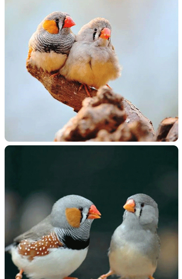 珍珠鸟活物一对家养宠物鸟类动物活体禾谷鸟白色灰色驼色珍珠雀鸟