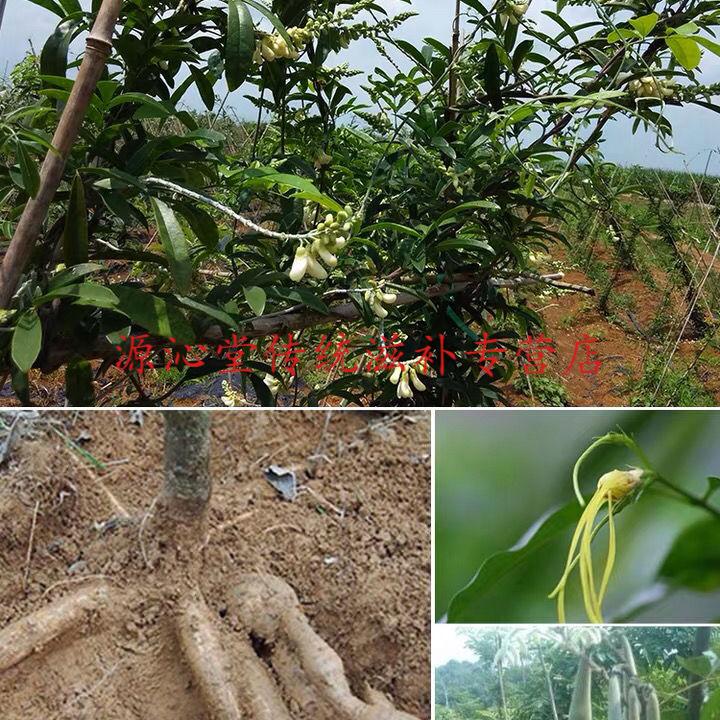 中药材天然牛大力正宗新鲜金钟根强筋骨煲汤500g大