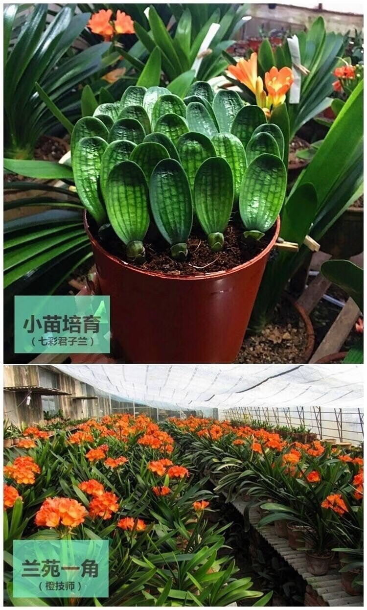 当年开花君子兰花君子兰盆栽君子兰苗四季常青植物蝴蝶兰花苗姿色811