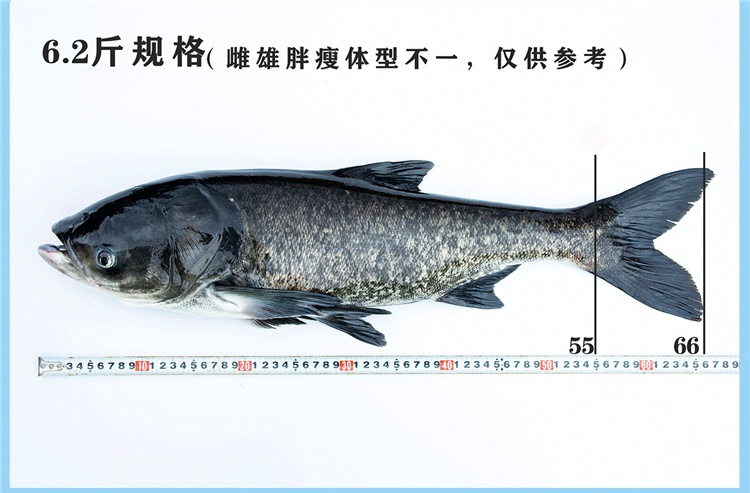 欢之婧 千岛湖胖头鱼有机鱼包头鱼鳙鱼花鲢活鱼现杀6-20斤一条 12斤