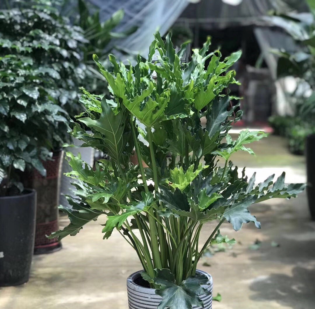 春羽盆栽苗春雨春芋室内小大型观叶绿植物四季常青耐阴吸甲醛美观