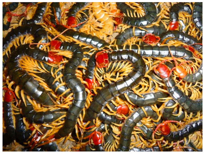 蜈蚣活体红头龙鱼观赏鱼发色饲料斗鸡斗鸟斗鱼食金鱼画眉鸟食泡酒红头