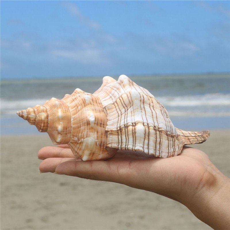 支持小米mi同款华柯楼赤旋螺天然贝壳大海螺壳鱼缸装饰品水族箱造景海