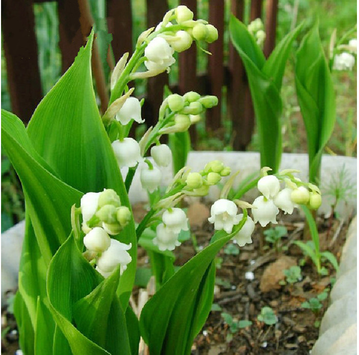 四季浓香绿植铃兰花苗盆栽带花阳台室内外芳香观花花卉植物好养的虎雀