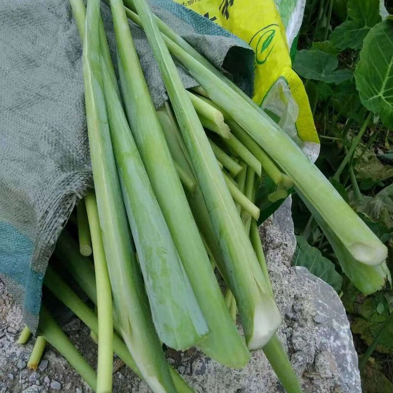 广菜3斤贵州新鲜特产蔬菜 5斤农家自种芋荷芋梗白玉苗芋蒙酸菜苗有,机