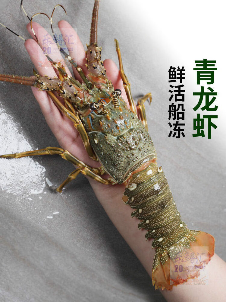 2只大龙虾青龙虾速冻海鲜水产新鲜活冻小青龙澳龙虾广