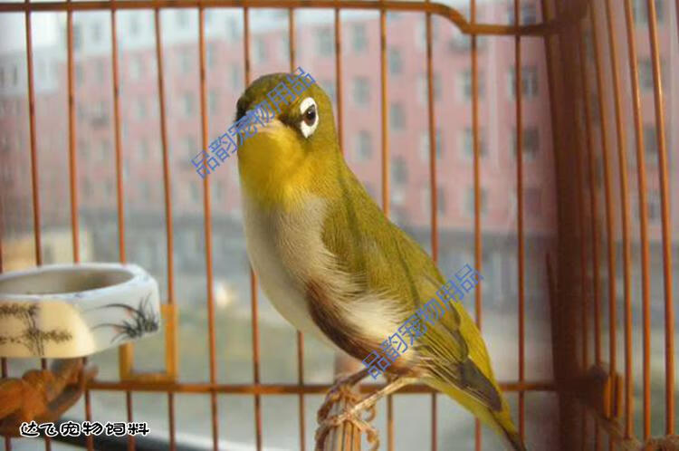 14号绣眼鸟食饲料秀眼鸟食绣眼提性食饲料粉眼白眼鸟食【图片 价格