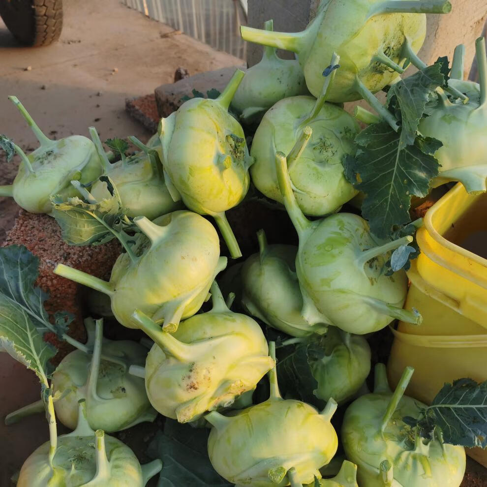 云南省新鲜蔬菜苤蓝水果大头菜疙瘩菜芥菜头泡菜撇了现摘现发团建送礼