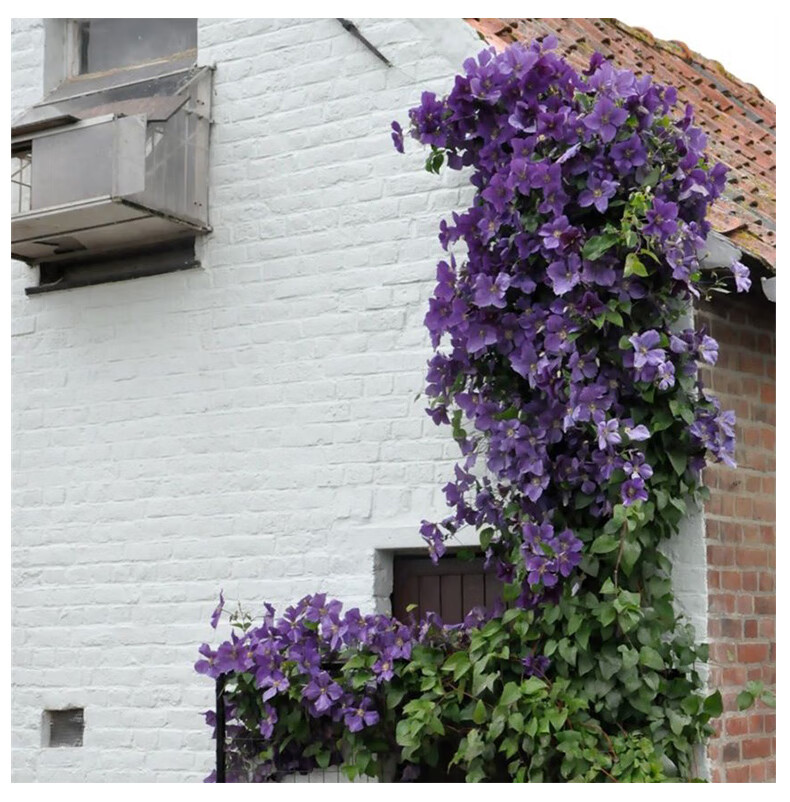 铁线莲爬藤植物庭院耐寒花卉乌托邦阳台攀援盆栽大河爬墙开花d7 锦 不