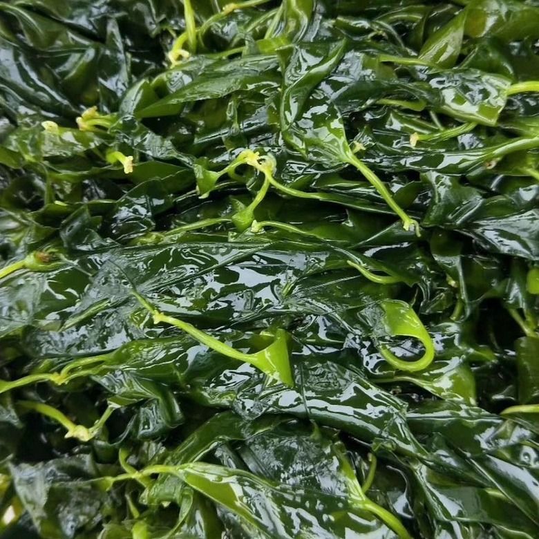 海带苗500克直供小海带盐渍鲜嫩爽囗涮火锅三秒即食500克