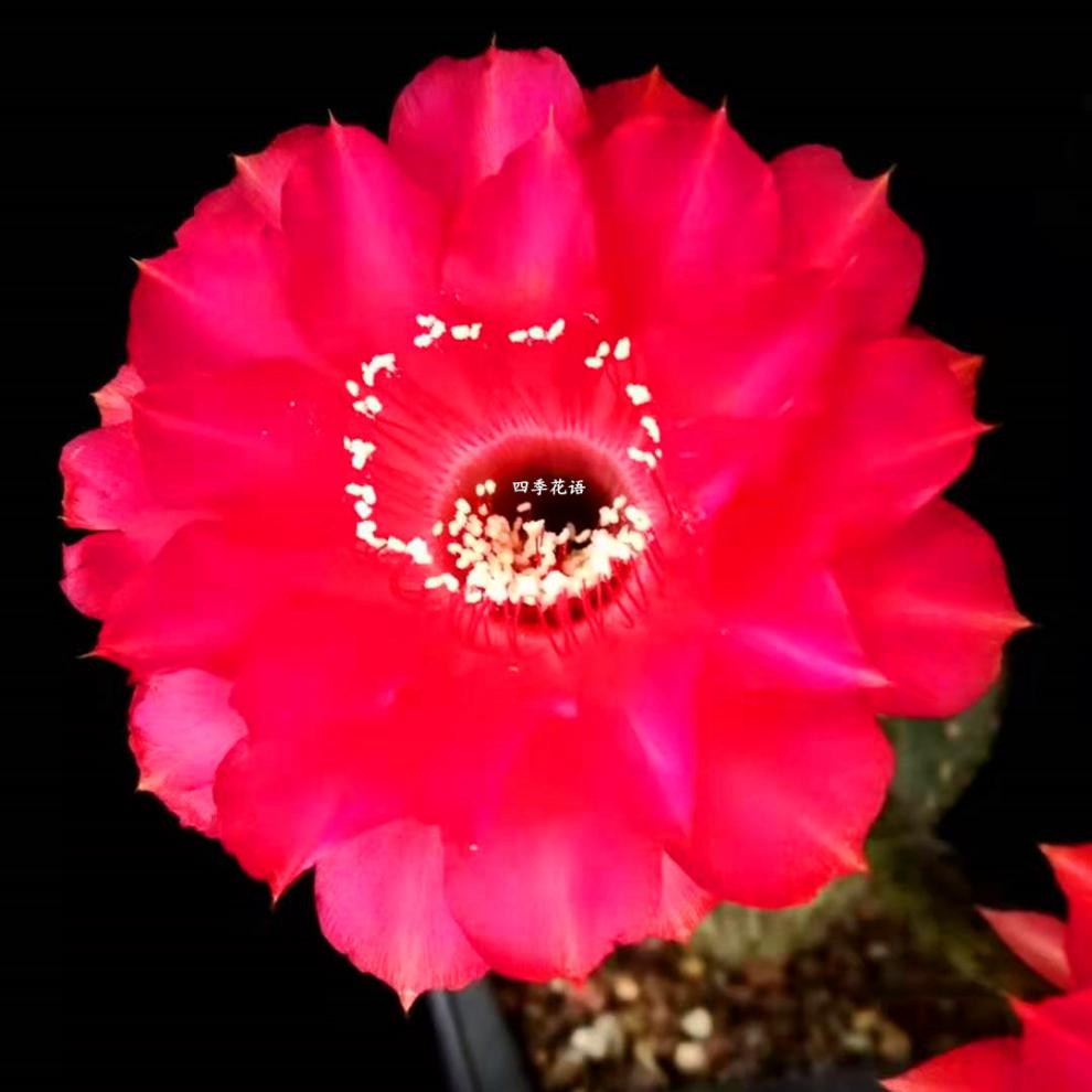 飞碟毛花柱 杂交彩草仙人球仙人柱 红星毛花柱随机品种毛花柱植物 杏