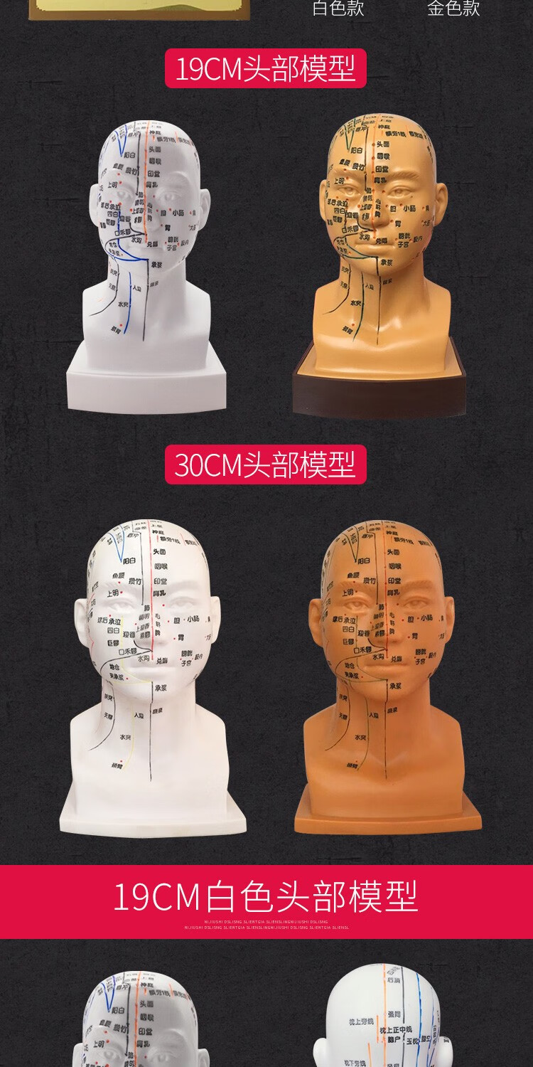丰帆高清头部穴位模型针灸刻字头模带穴位全脸面部假头腧穴人体按摩图