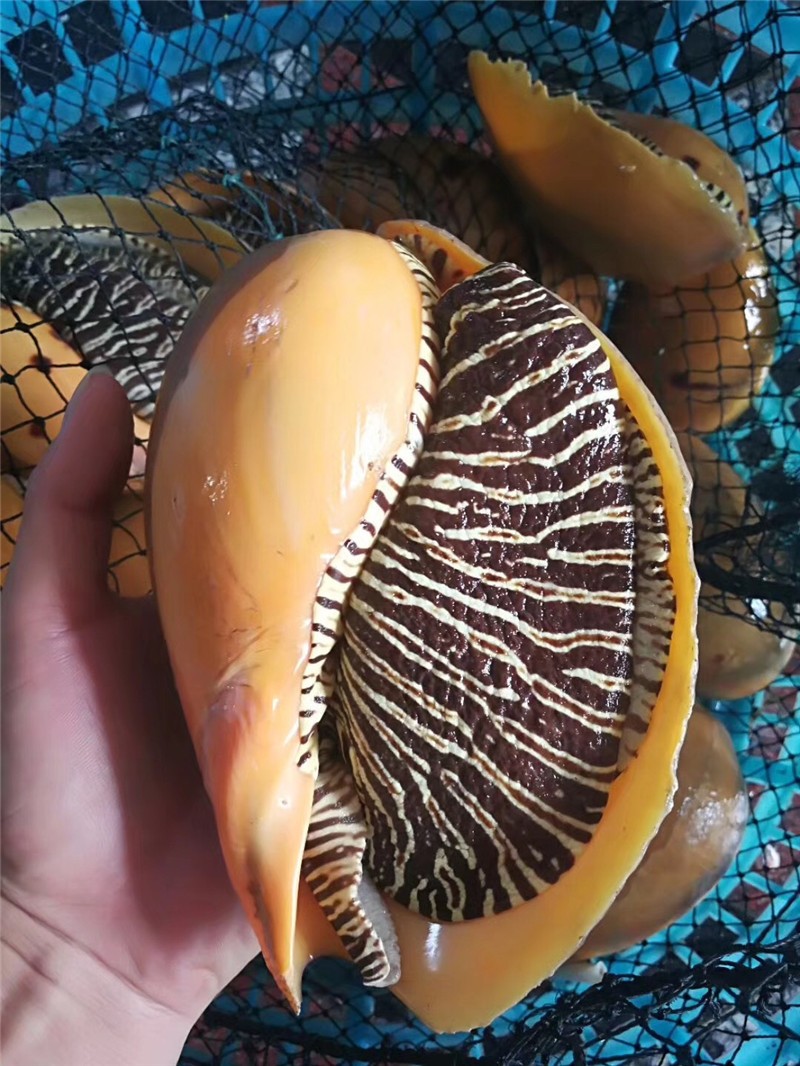 椰子螺活冻大黄螺椰子涡螺瓜螺油螺海鲜水产贝类1只约4斤左右