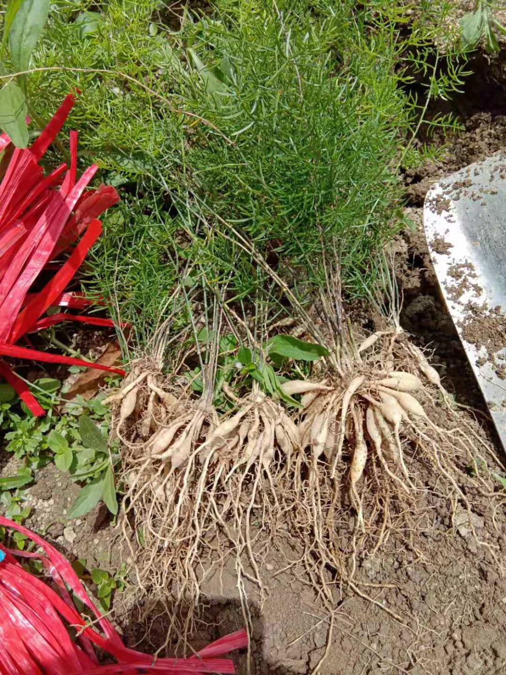 广西大天冬苗良种天门冬种子种苗分根分株苗现挖新鲜无硫天冬 天冬