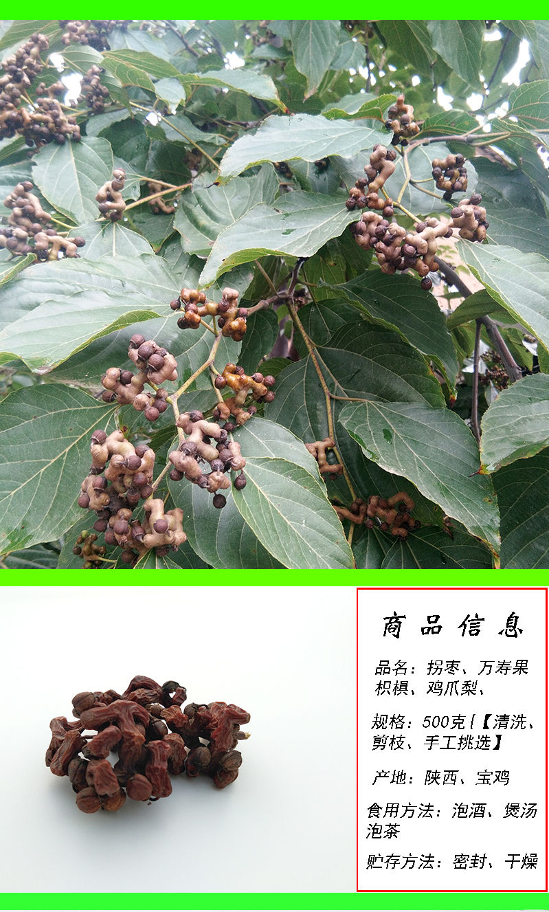 秦岭干拐枣金钩子鸡爪梨250克泡酒新鲜生吃枳椇子万寿果 全干拐枣1000