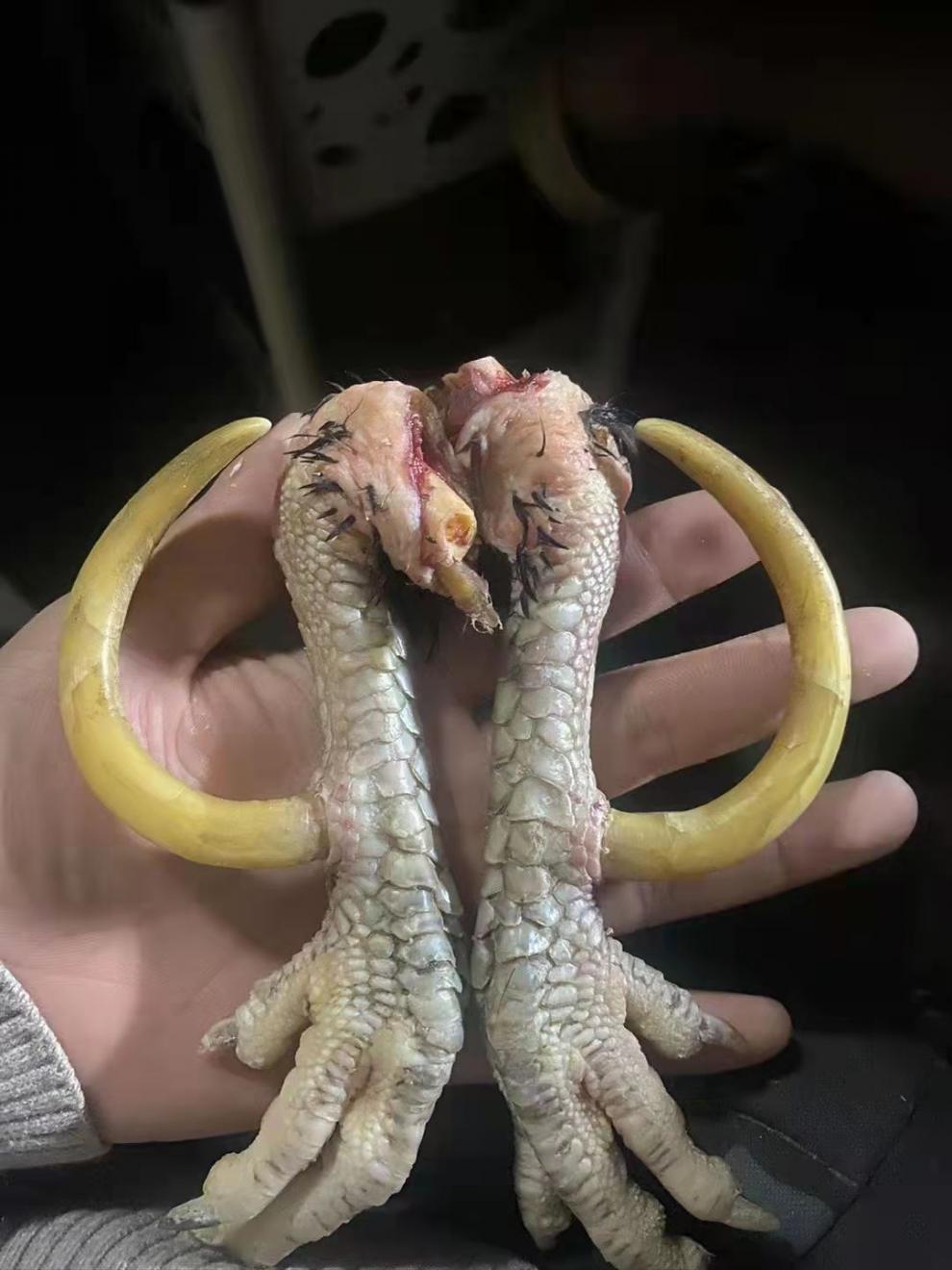 物方轩鸡爪骨手把件盘玩鸡拐子冷门文玩男士随身把玩抓钱手鸡蹬骨子