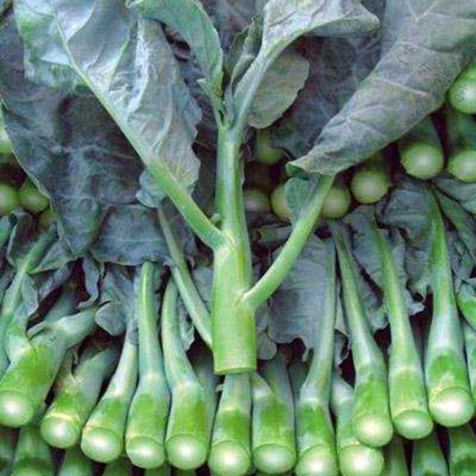 芥兰菜种籽芥蓝菜籽广东芥兰种子芥兰四季多次采收蔬菜种孑大田种 四