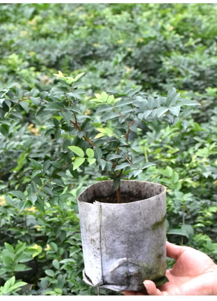 四季嘉宝果树苗树葡萄果苗艾斯卡福冈沙巴嘉宝果果苗大树带果 新品种