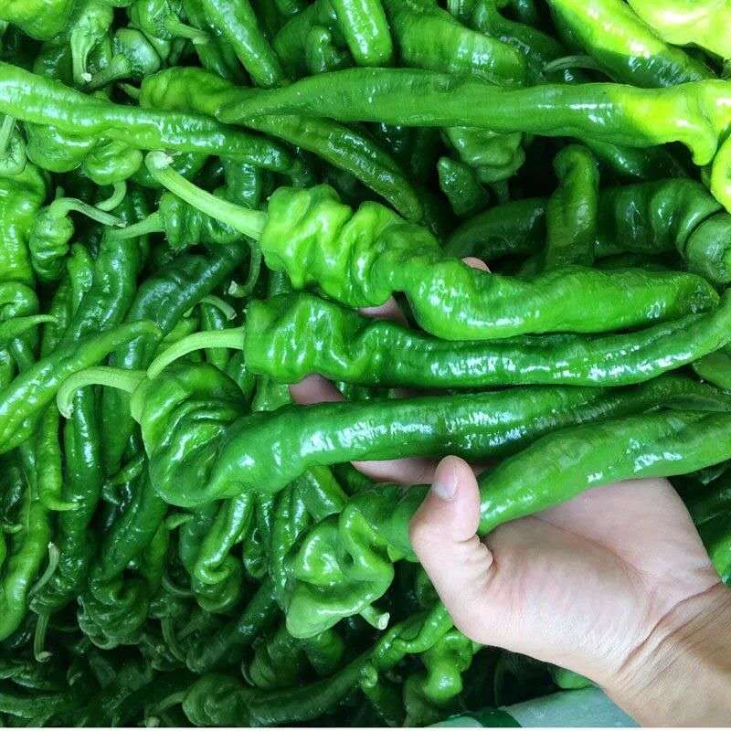 新鲜螺丝辣椒 农家蔬菜青皱皮椒虎皮椒特辣 1500g