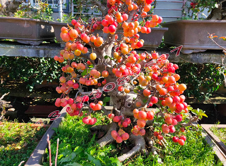 芭蕾果树苗八棱海棠小苹果观赏盆景挂果海棠冬红果长寿果地栽盆栽8年
