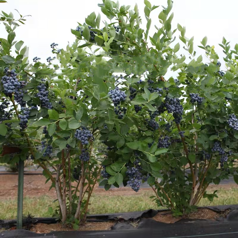 惜林园蓝莓树果苗带果阳台树苗南方北方种植盆栽地栽当年结果蓝莓苗绿