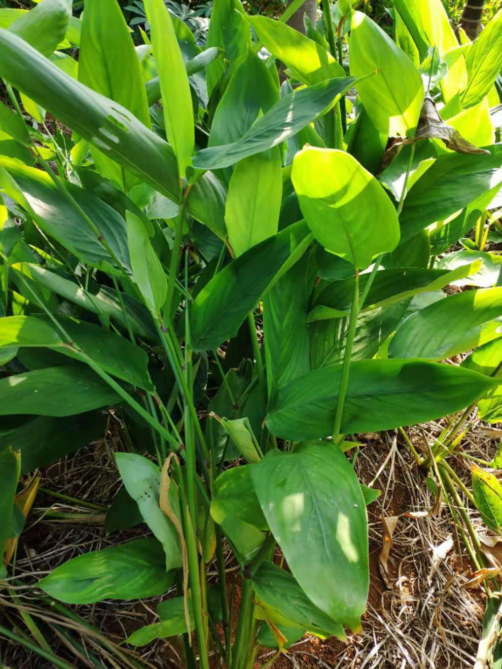 海南新鲜竹薯冬薯农家竹芋苓薯竹根薯煲汤食材现挖发货全国广纳力驰 2