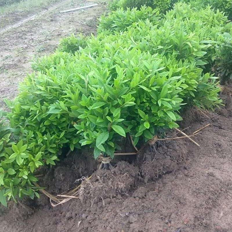 花溢满毛杜鹃小苗映山红树苗庭院绿化耐寒杜鹃花苗毛娟紫鹃夏鹃工程