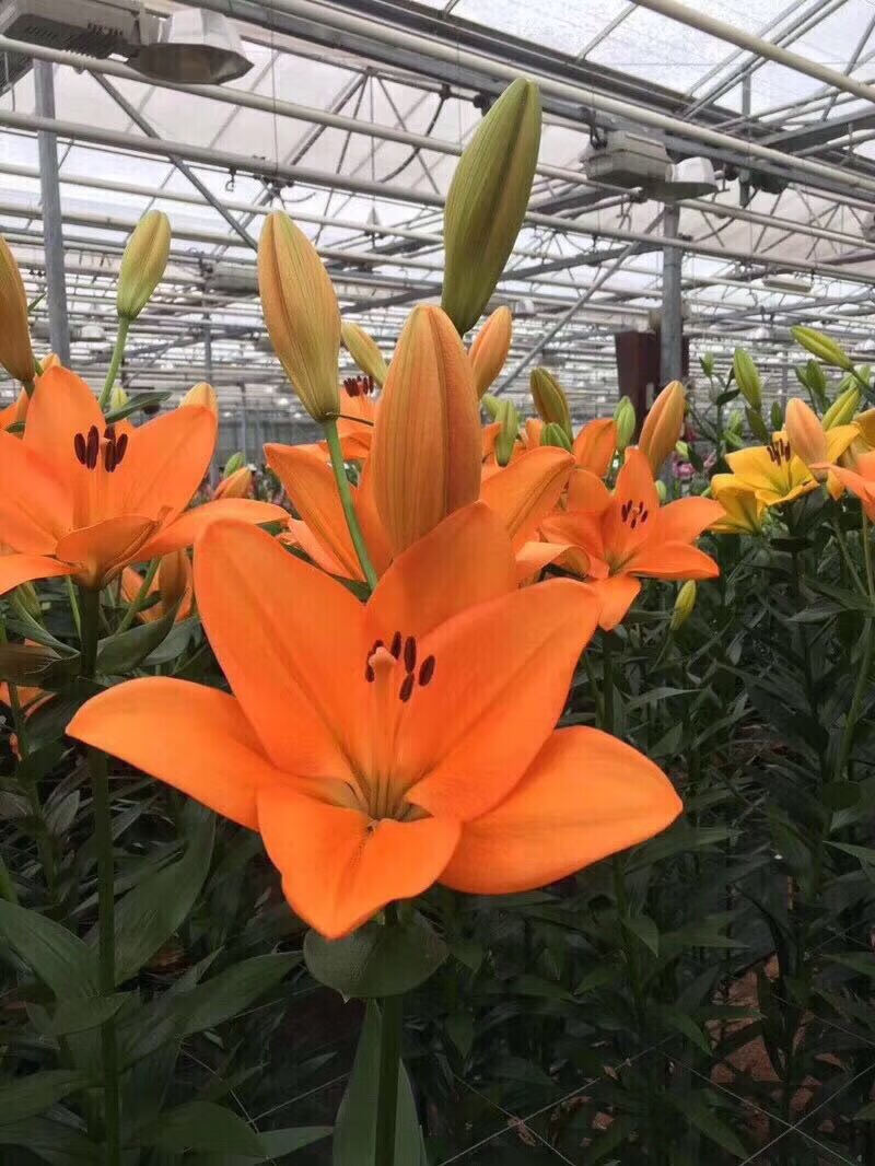 基地直发花束花卉真花水养鲜梦想3头 橙色亚百合30朵(10支3头) 空运