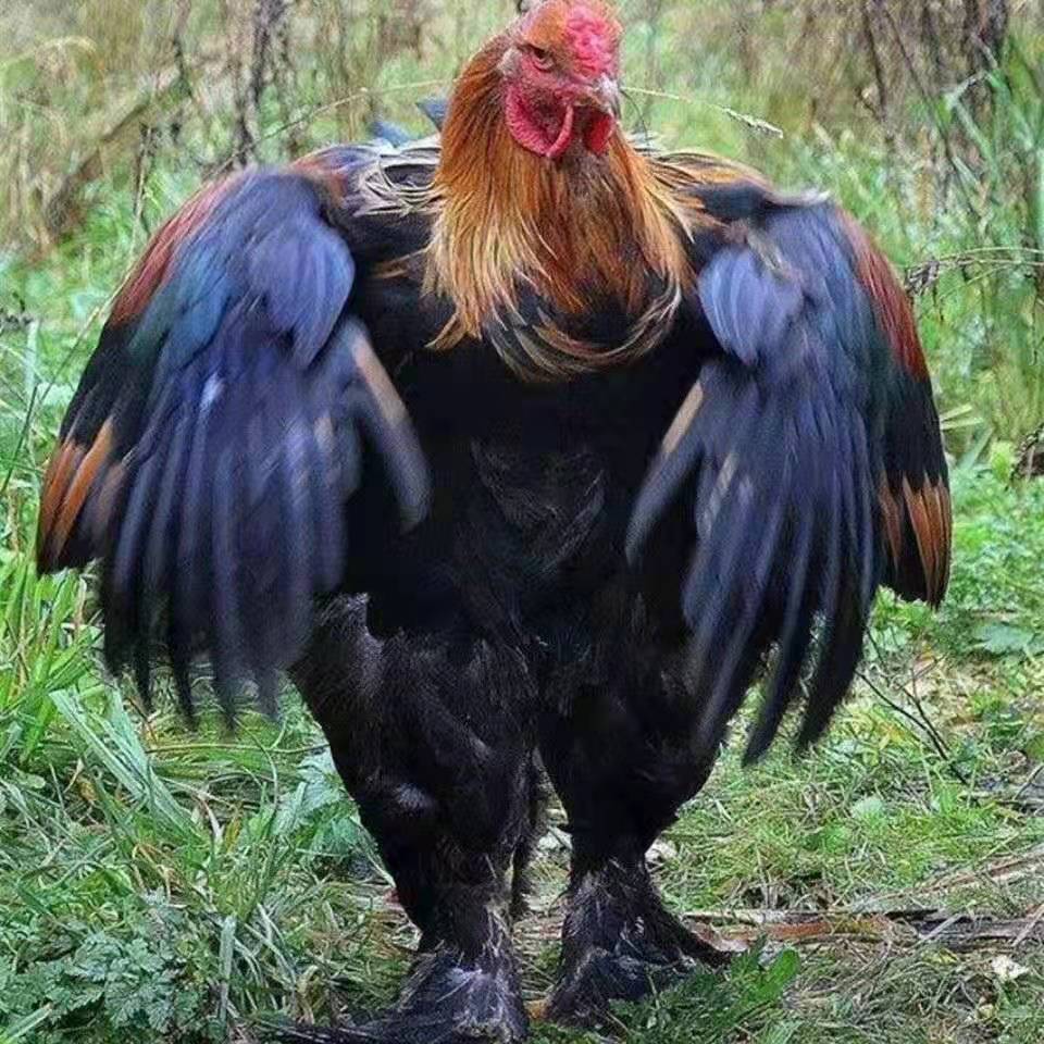 荣郁 婆罗门鸡纯种梵天鸡幼崽活鸡幼鸡巨型大体型婆罗门进口源种鸡包