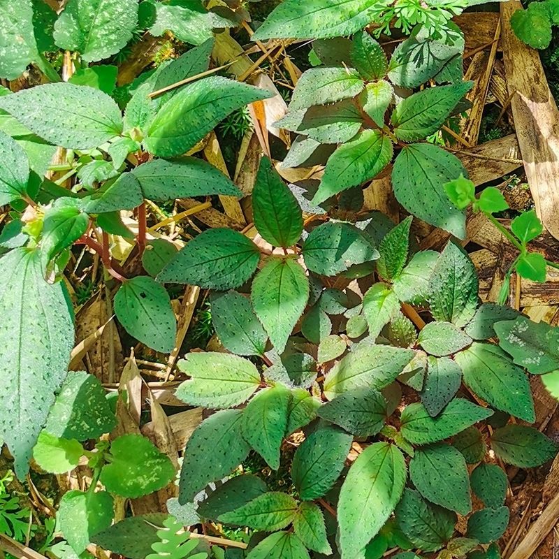 干品楮风谷风鼓草 风骨草 风方古草 方鼓草 250克【图片 价格 品牌