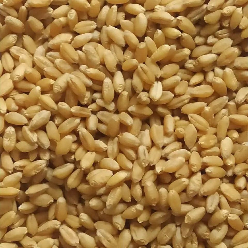 众信麦998 小麦种子高产小麦种籽 抗旱抗病抗倒伏大田作物用种 众信麦