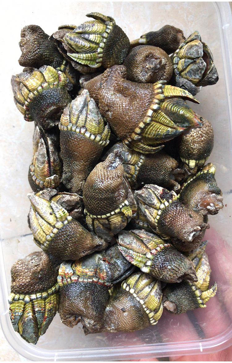 中大佛手螺鲜活特大鹅颈藤壶龟足贝海鲜海鸡脚螺狗爪螺鬼爪螺1斤