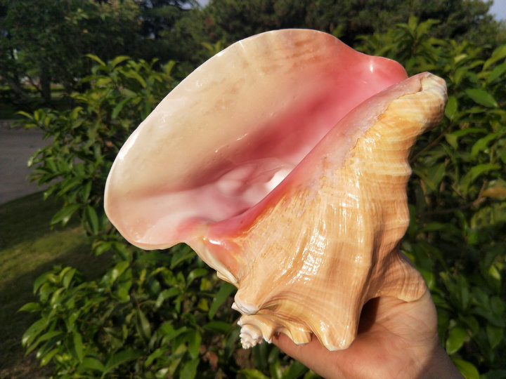 超大胭脂螺大海螺胭脂螺粉红超大海螺创意居家摆件鱼缸造景玄关收藏