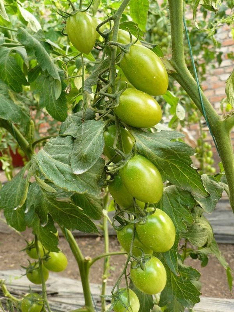 绿色樱桃番茄种子 小圣女果种籽 特色稀有绿色蔬菜种子绿翡翠 绿翡翠