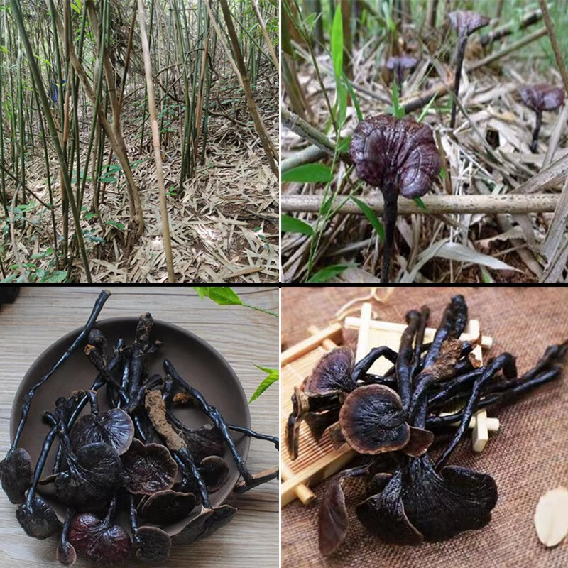 灵芝野生竹灵芝纯野生紫灵芝养生茶小灵芝切片野生林芝赤灵芝