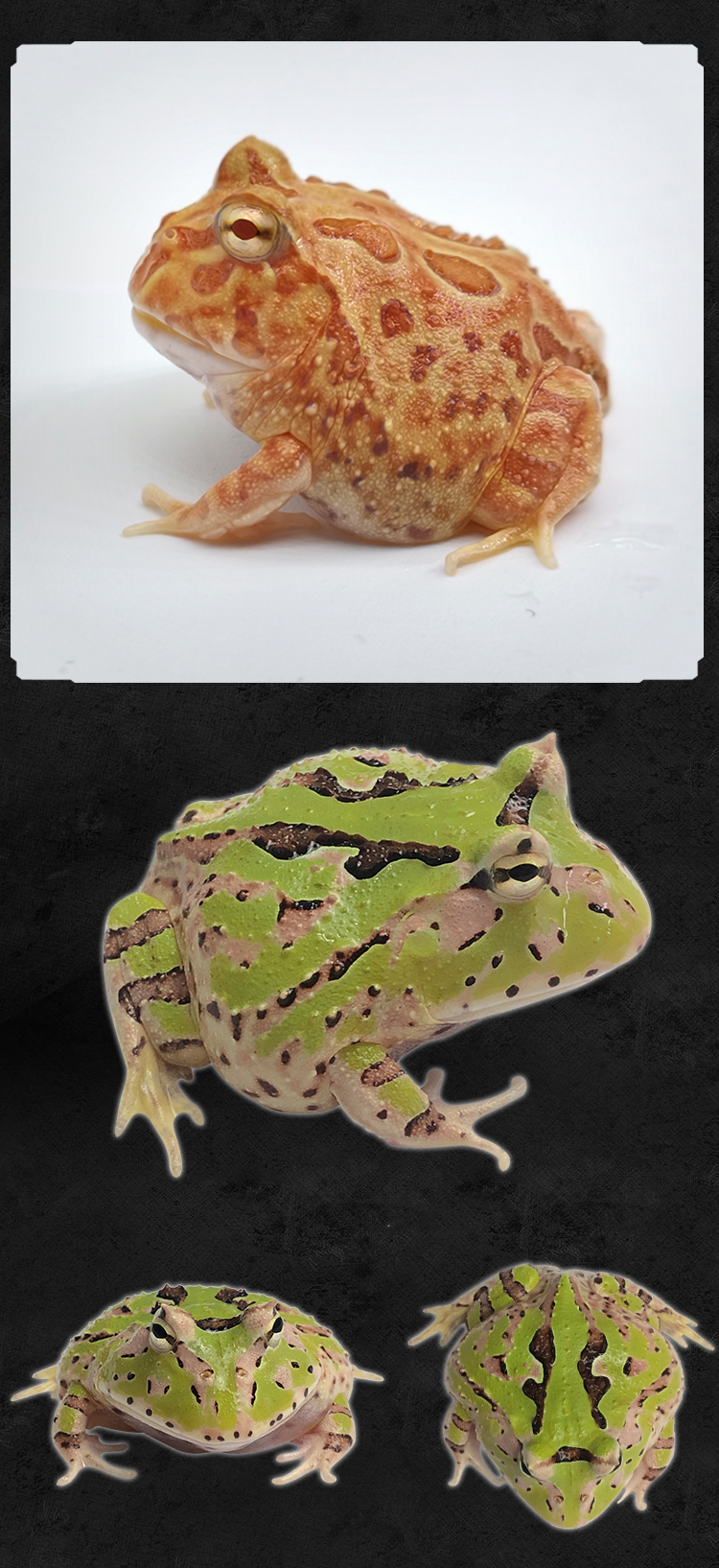 可爱宠物角蛙活体蝌蚪两栖类黄金角蛙蝴蝶角蛙钟角南瓜蛙懒人易养