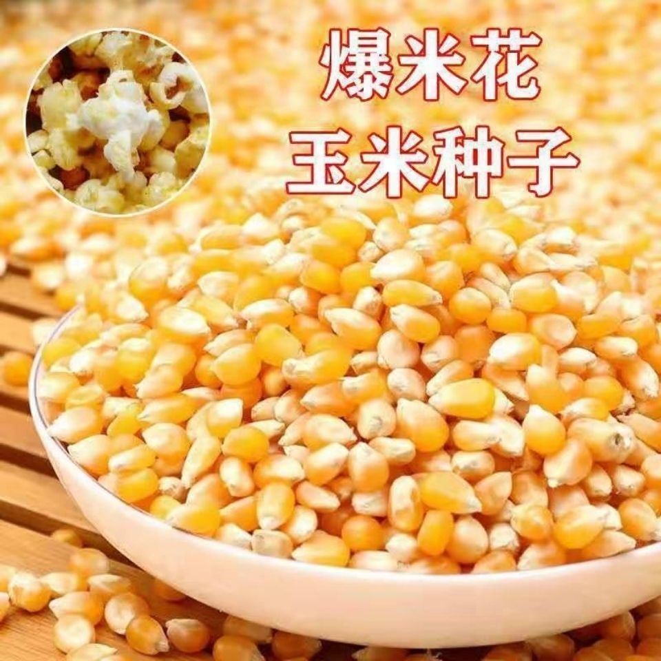 爆米花玉米种子高产抗病颗粒饱满爆裂玉米种子球形蝶形玉米种子 球形