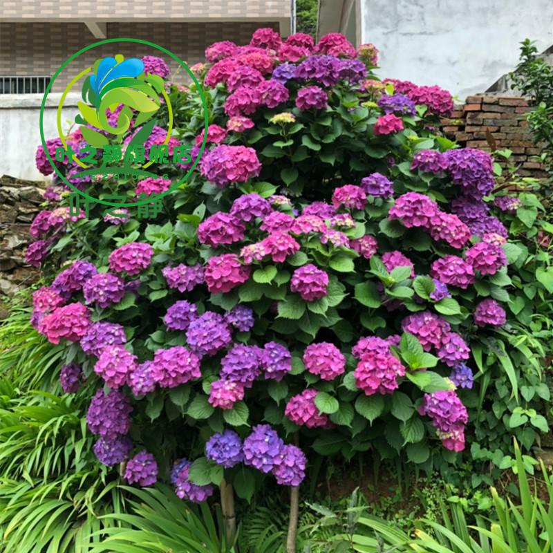 耐寒无尽夏八仙花绣球花苗盆栽花卉观花植物室内花卉四季开花绿宝石2