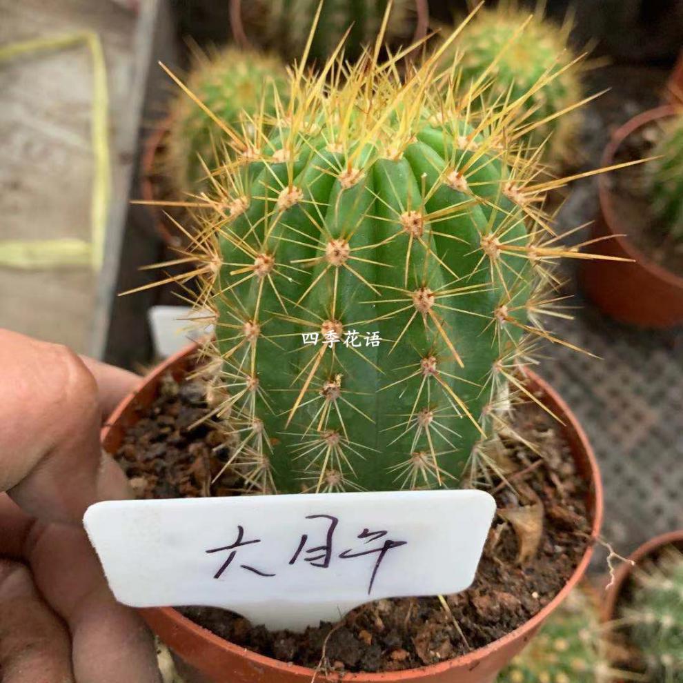 飞碟毛花柱 杂交彩草仙人球仙人柱 红星毛花柱随机品种毛花柱植物 杏