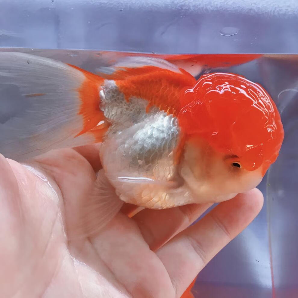 kjhgf狮子头金鱼国狮红狮头鱼苗黒狮头渔场金鱼观赏鱼大脑袋淡水冷水