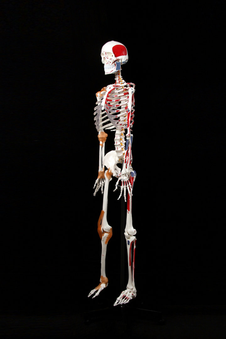 人体骨骼模型标准医学170cm180人体全身骨骼模型 骷髅骨架标本脊柱 雅